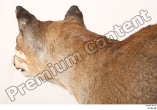 Asian golden cat Catopuma Temminckii neck 0004.jpg
